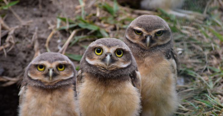 Bird Personalities | ThePleasantPersonality