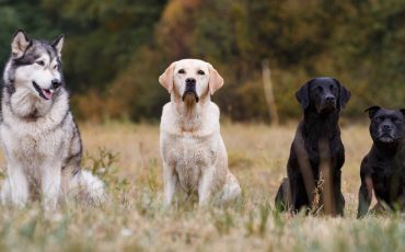 What Your Choice of Dog Breed Says About You