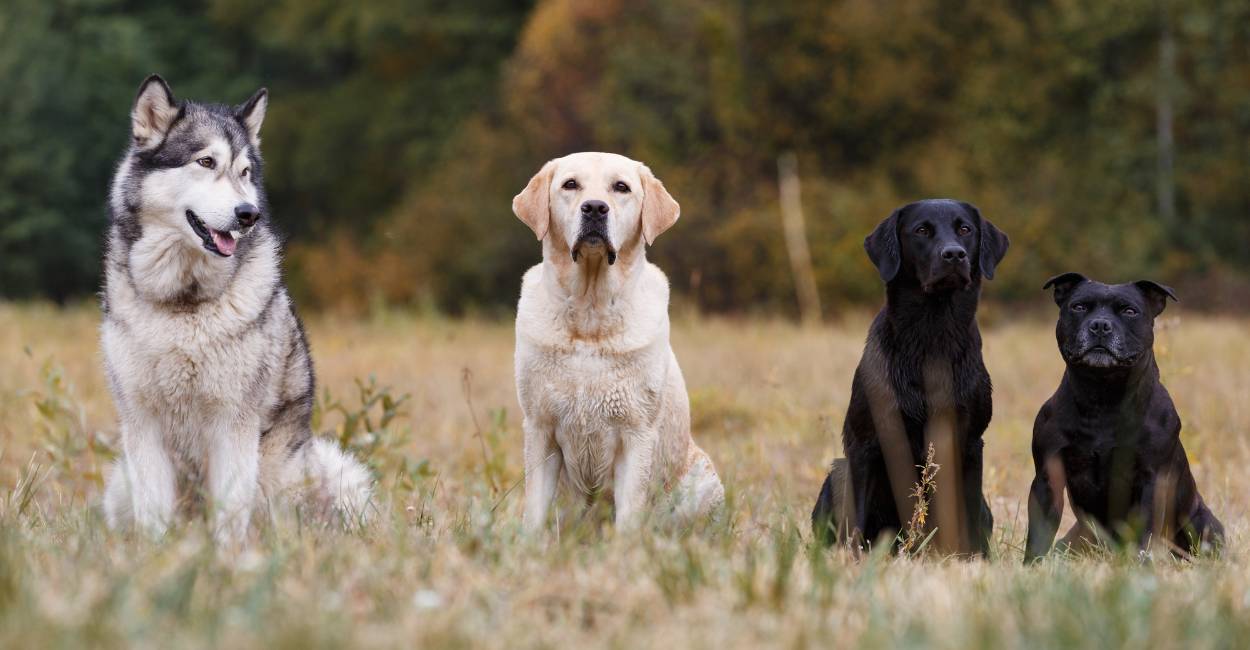 What Your Choice of Dog Breed Says About You