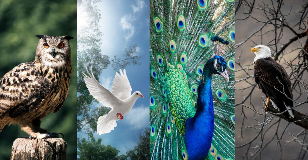 Bird Personality Traits – Characteristics That Help Govern Lives