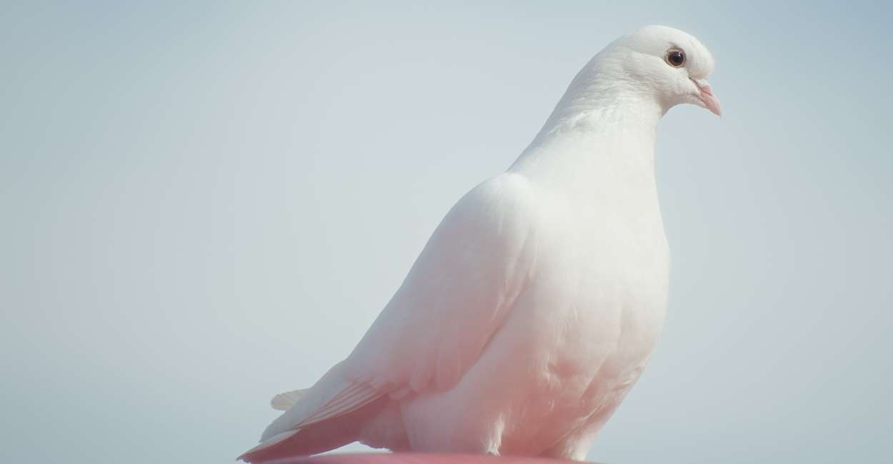Dove Bird Personality – Experiencing Peace and Harmony in Life
