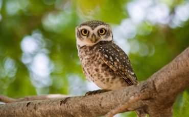 Owl Bird Personality – Focus on Vision and Intelligence to Experience the Beauty of Life