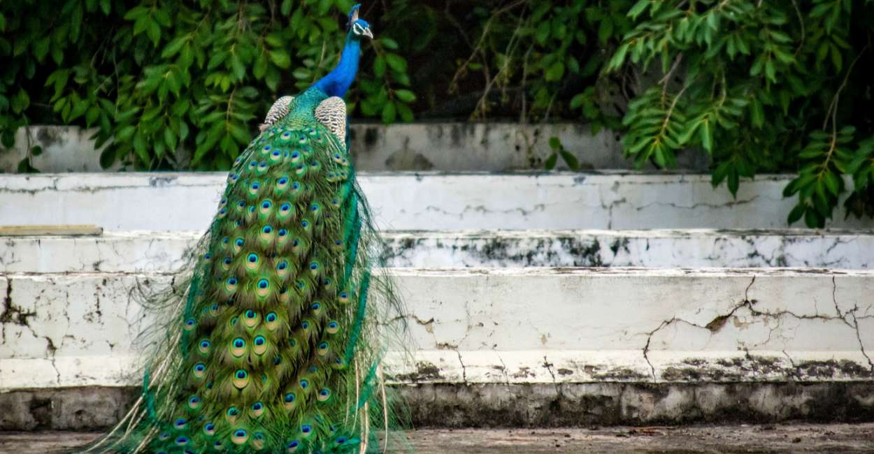Peacock Bird Personality – Desire to Make Life Better for Others and Help Achieve Their Goals